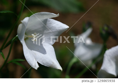 秋の七草 129865938