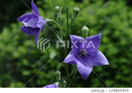 秋の七草 129865954