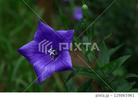 秋の七草 秋の七草 129865961