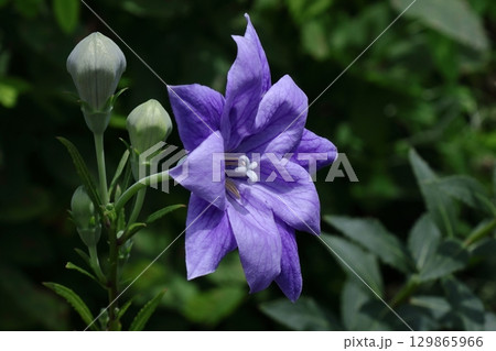 秋の七草 秋の七草 129865966