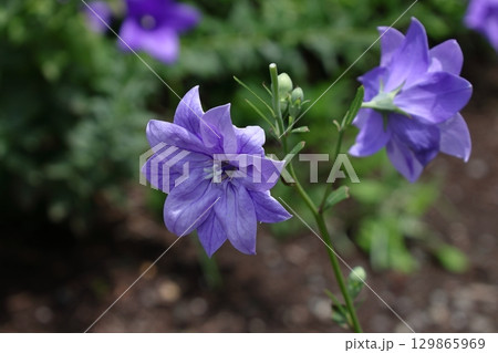 秋の七草 129865969