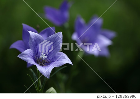 秋の七草 129865996