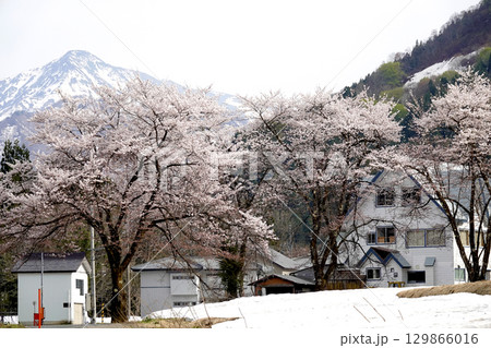 北国の残雪が残る山並みと満開の桜 北国の残雪が残る山並みと満開の桜 129866016