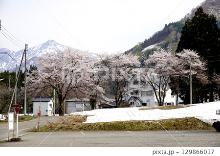 北国の残雪が残る山並みと満開の桜 北国の残雪が残る山並みと満開の桜 129866017