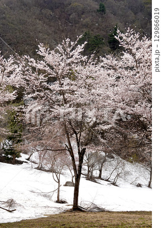 残雪が残る山の斜面と満開の桜 129866019