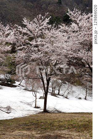 残雪が残る山の斜面と満開の桜 残雪が残る山の斜面と満開の桜 129866020