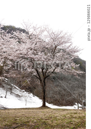 残雪が残る山の斜面と満開の桜 129866021