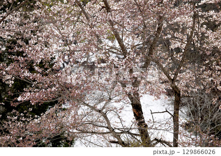 残雪が残る山の斜面と満開の桜 129866026