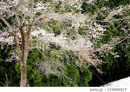 残雪が残る山の斜面と満開の桜 129866027