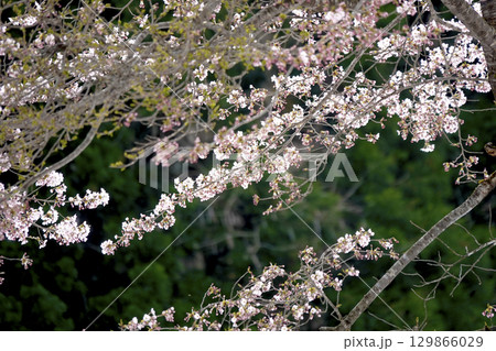 北国の遅い春 新緑の針葉樹と桜 129866029