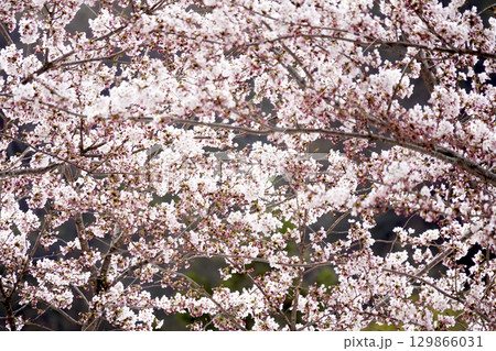 北国の遅い春 五月 満開の桜 北国の遅い春 五月 満開の桜 129866031