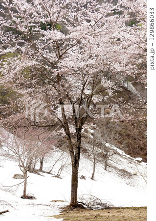 残雪が残る山の斜面と満開の桜 残雪が残る山の斜面と満開の桜 129866033