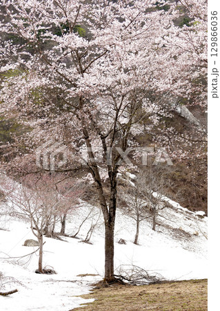 残雪が残る山の斜面と満開の桜 129866036