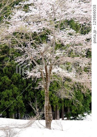残雪が残る山の斜面と満開の桜 残雪が残る山の斜面と満開の桜 129866038