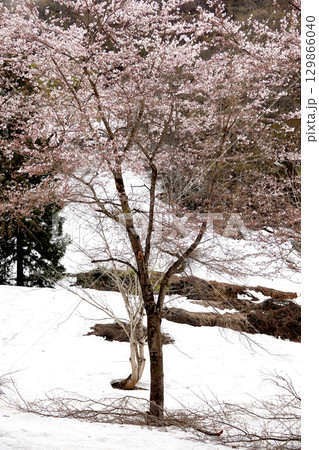 残雪が残る山の斜面と満開の桜 129866040