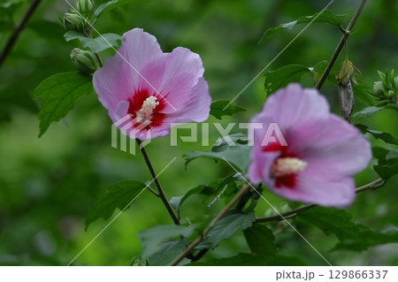 夏の茶室を彩る 夏の茶室を彩る 129866337