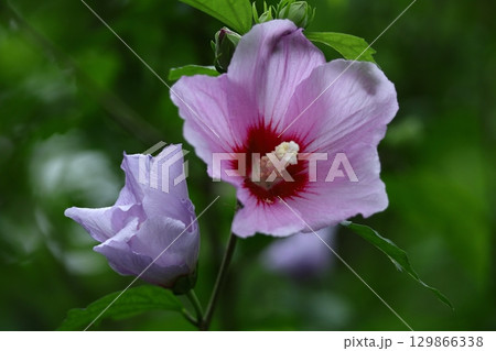 夏の茶室を彩る 129866338