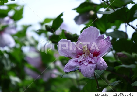 夏の茶室を彩る 129866340