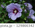 夏の茶室を彩る 129866342