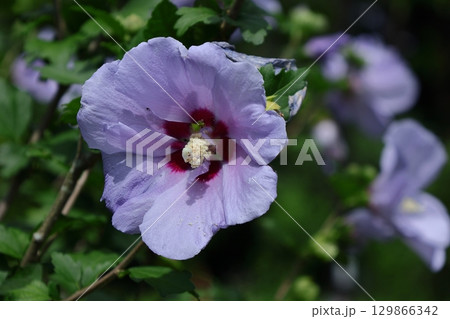 夏の茶室を彩る 129866342