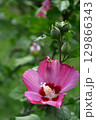 夏の茶室を彩る 129866343