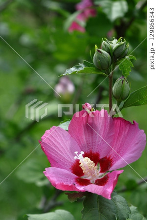 夏の茶室を彩る 夏の茶室を彩る 129866343