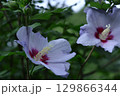 夏の茶室を彩る 129866344
