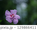 夏の茶室を彩る 129866411