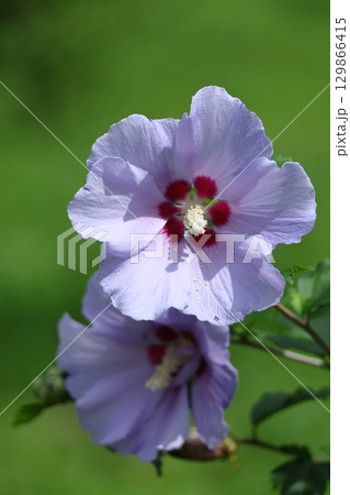 夏の茶室を彩る 129866415