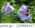 夏の茶室を彩る 129866417