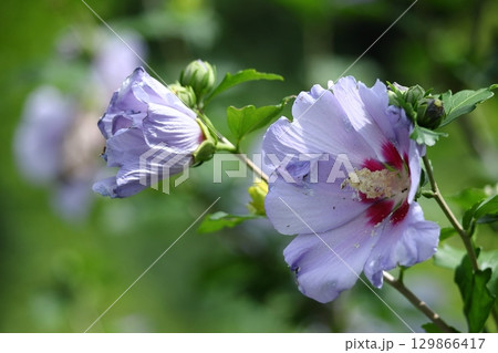 夏の茶室を彩る 129866417