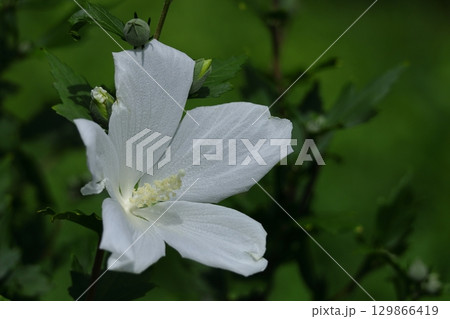 夏の茶室を彩る 129866419