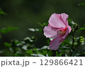 夏の茶室を彩る 129866421