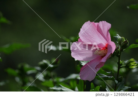 夏の茶室を彩る 夏の茶室を彩る 129866421
