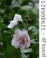 夏の茶室を彩る 129866423