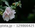 夏の茶室を彩る 129866425