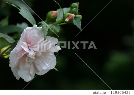 夏の茶室を彩る 129866425