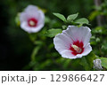 夏の茶室を彩る 129866427