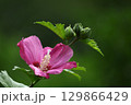 夏の茶室を彩る 129866429
