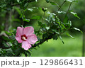 夏の茶室を彩る 129866431