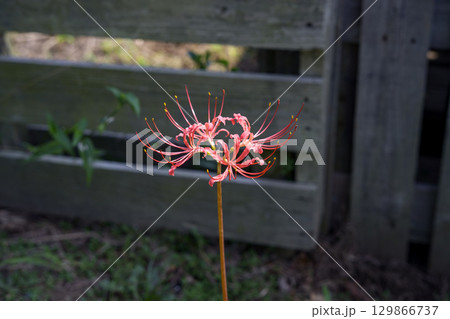 彼岸花 曼珠沙華 お花 秋素材 9月 129866737
