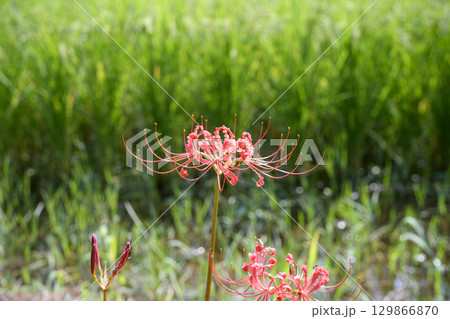 彼岸花 ヒガンバナ 秋の花 お花 秋素材 9月 彼岸花 ヒガンバナ 秋の花 お花 秋素材 9月 129866870