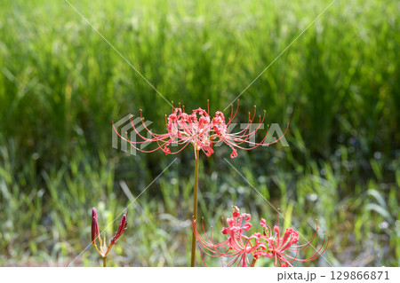 彼岸花 ヒガンバナ 秋の花 お花 秋素材 9月 彼岸花 ヒガンバナ 秋の花 お花 秋素材 9月 129866871
