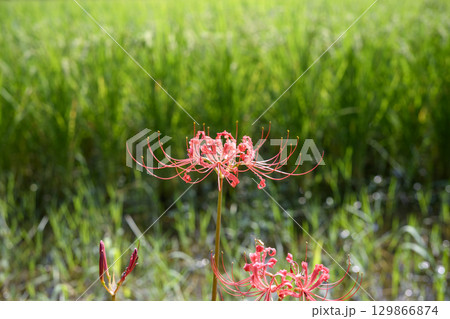 彼岸花 ヒガンバナ 秋の花 お花 秋素材 9月 彼岸花 ヒガンバナ 秋の花 お花 秋素材 9月 129866874