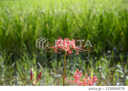 彼岸花 ヒガンバナ 秋の花 お花 秋素材 9月 129866876