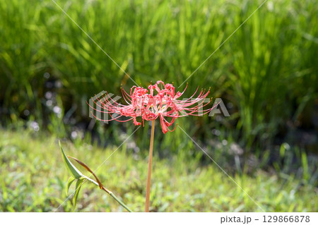 彼岸花 ヒガンバナ 秋の花 お花 秋素材 9月 129866878