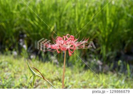 彼岸花 ヒガンバナ 秋の花 お花 秋素材 9月 129866879