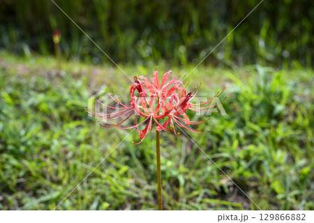 彼岸花 ヒガンバナ 秋の花 お花 秋素材 9月 129866882