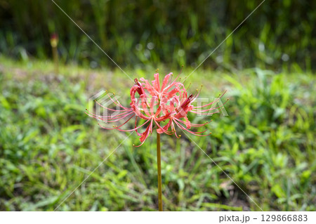 彼岸花 ヒガンバナ 秋の花 お花 秋素材 9月 彼岸花 ヒガンバナ 秋の花 お花 秋素材 9月 129866883