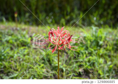 彼岸花 ヒガンバナ 秋の花 お花 秋素材 9月 129866885